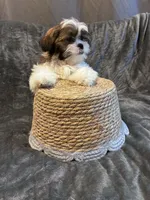 Nutmeg, a male Shih Tzu for sale in Pennsauken, NJ – 4 of 8