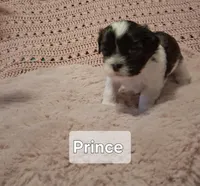 Prince , a male Shih Tzu for sale in Gloucester City, NJ – Photo 2 of 4