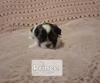 Prince , a male Shih Tzu for sale in Gloucester City, NJ – Photo 3 of 4