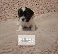 Prince , a male Shih Tzu for sale in Gloucester City, NJ – Photo 4 of 4