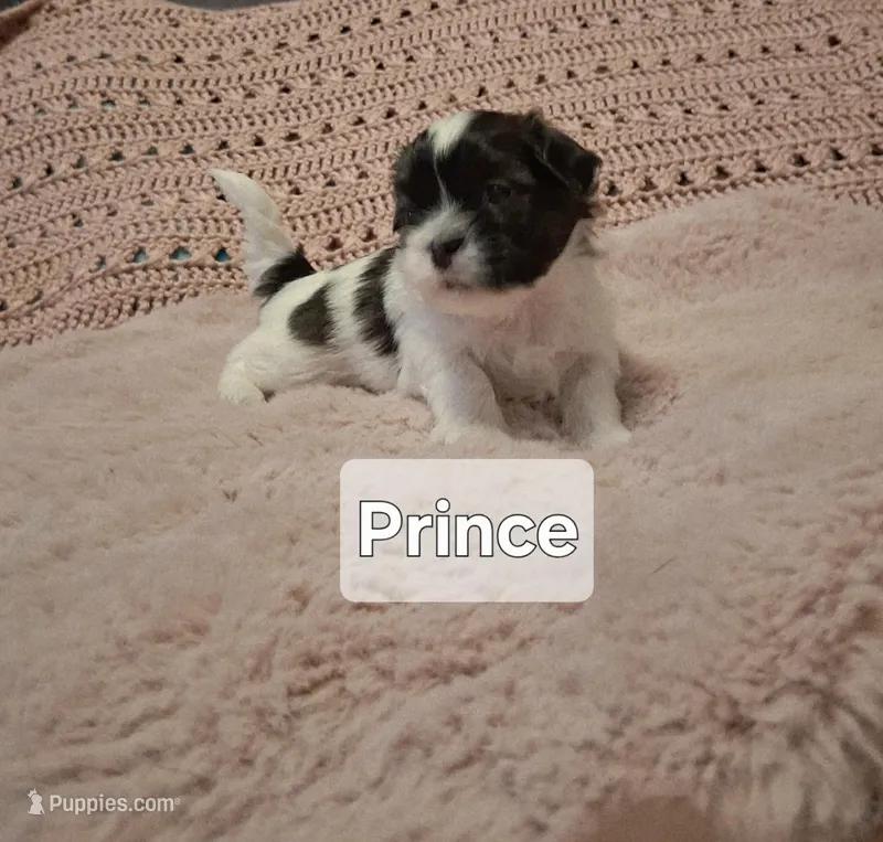 Prince  – Shih Tzu puppy for sale in Gloucester City, NJ