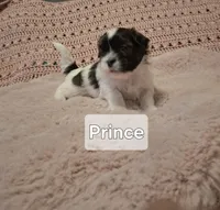 Prince , a male Shih Tzu for sale in Gloucester City, NJ – Photo 1 of 4
