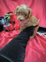 processed/0534a104-c2fb-49fc-a5d6-04959dd097cd/listing/914096de-bfd8-4f1b-be18-ab55d753cadc/a0f82a86-7fc5-4146-95db-0a734bf761b3