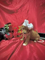 processed/0534a104-c2fb-49fc-a5d6-04959dd097cd/listing/914096de-bfd8-4f1b-be18-ab55d753cadc/afaa4002-e248-41ee-8429-cdd42f121f3c