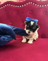 Benz, a male Yorkshire Terrier and Morkie for sale in Pennsauken, NJ – 2 of 7