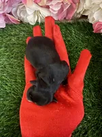 Naira, a female Yorkipoo for sale in Pennsauken, NJ – 4 of 6
