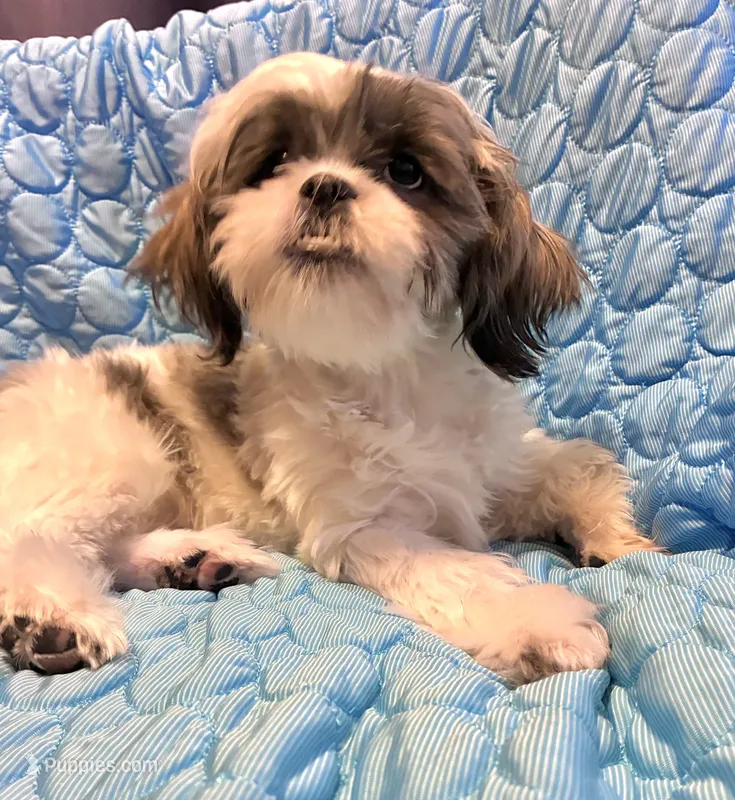 Cinnamon  – Shih Tzu puppy for sale in Pennsauken, NJ