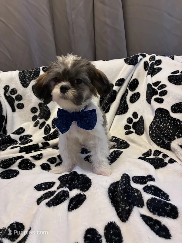 Prince  – Shih Tzu puppy for sale in Pennsauken, NJ