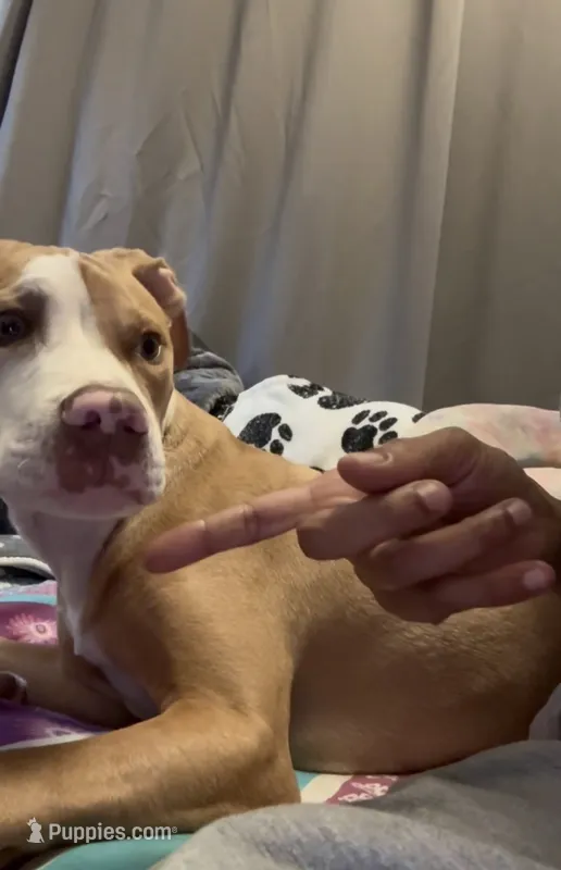 Benjamin is Free – American Bully puppy for sale in Pennsauken, NJ