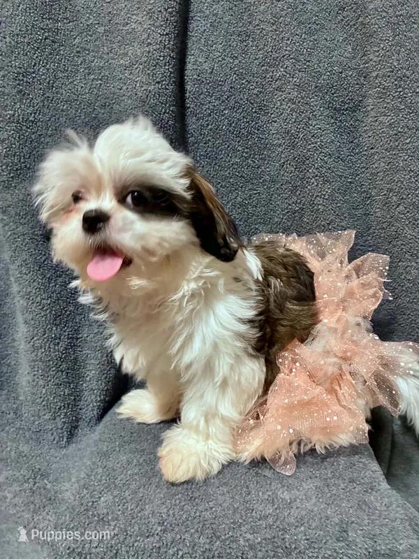 Princess – Shih Tzu puppy for sale in Gloucester City, NJ