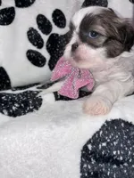 Cinnamon , a female Shih Tzu for sale in Gloucester City, NJ – 3 of 7