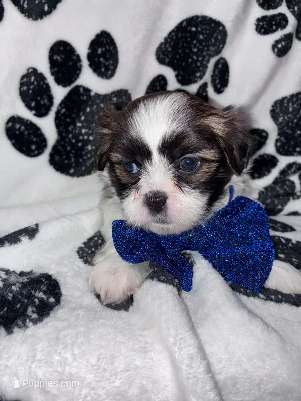 Nutmeg – Shih Tzu puppy for sale in Gloucester City, NJ