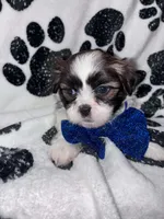 Nutmeg, a male Shih Tzu for sale in Gloucester City, NJ – 1 of 6