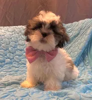 Cinnamon , a female Shih Tzu for sale in Pennsauken, NJ – 5 of 10