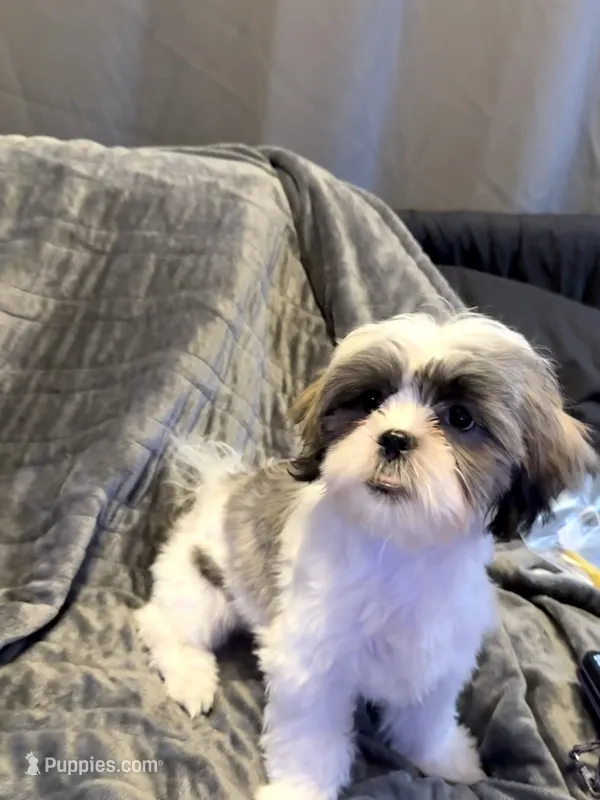 Cinnamon  – Shih Tzu puppy for sale in Pennsauken, NJ