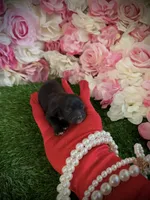 Peso , a male Yorkipoo for sale in Pennsauken, NJ – 7 of 7
