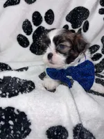 Nutmeg, a male Shih Tzu for sale in Gloucester City, NJ – 4 of 6