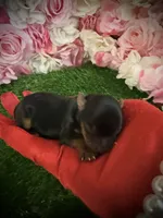 Dale, a male Yorkshire Terrier for sale in Pennsauken, NJ – 4 of 7