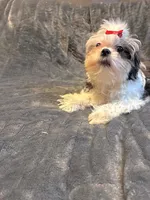 Princess, a female Shih Tzu for sale in Gloucester City, NJ – 3 of 8