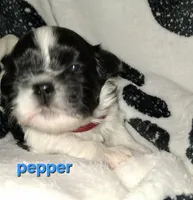 Pepper, a female Shih Tzu for sale in Gloucester City, NJ – 1 of 3