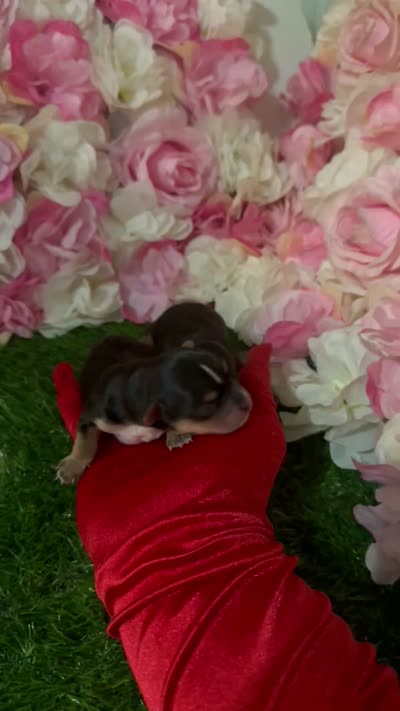 Dale, a male Yorkshire Terrier for sale in Pennsauken, NJ – 7 of 7