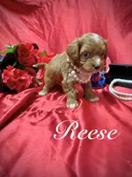 processed/0534a104-c2fb-49fc-a5d6-04959dd097cd/listing/be4ca08e-7bfc-4775-9532-65e4f3de8914/648db597-1cbd-4da3-b7b6-379faef6bf60