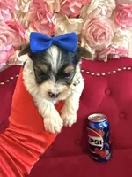 Banana , a male Yorkshire Terrier for sale in Gloucester City, NJ – 2 of 6