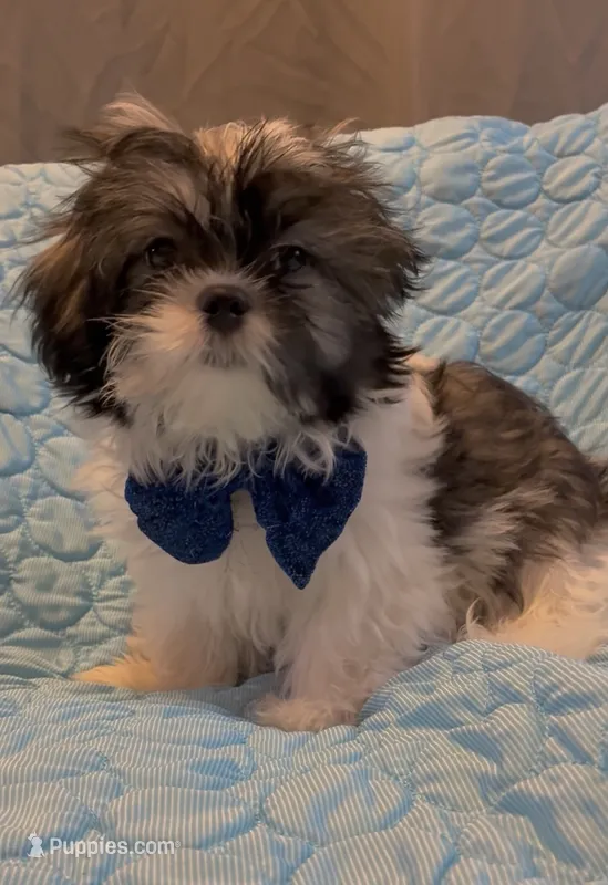 Prince  – Shih Tzu puppy for sale in Gloucester City, NJ