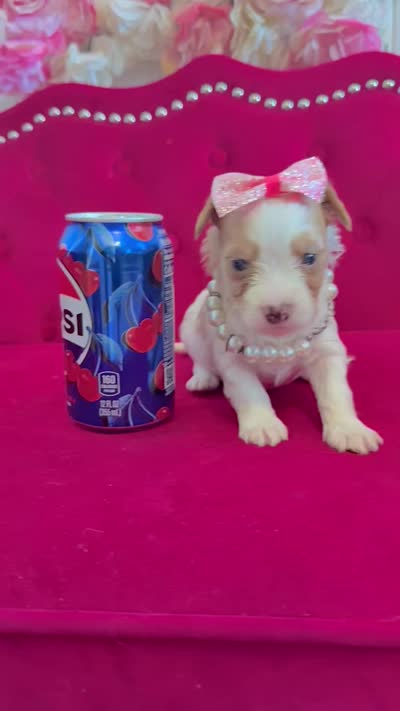 Kiwi , a female Yorkshire Terrier for sale in Gloucester City, NJ – 9 of 9