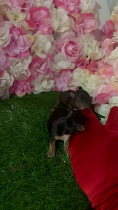 Dale, a male Yorkshire Terrier for sale in Pennsauken, NJ – 6 of 7