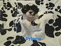 Prince , a male Shih Tzu for sale in Gloucester City, NJ – 3 of 8