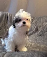 Princess, a female Shih Tzu for sale in Gloucester City, NJ – 2 of 8