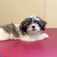Nutmeg, a male Shih Tzu for sale in Pennsauken, NJ – 7 of 8