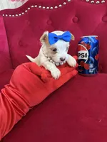 Mango , a male Yorkshire Terrier for sale in Gloucester City, NJ – 2 of 8