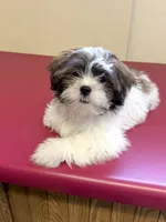 Nutmeg, a male Shih Tzu for sale in Pennsauken, NJ – 1 of 8