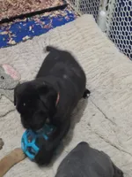 Maxim, a female Cane Corso for sale in Pennsauken, NJ – 1 of 1