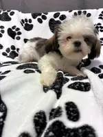 Princess, a female Shih Tzu for sale in Pennsauken, NJ – 6 of 10