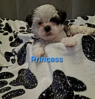 Princess, a female Shih Tzu for sale in Gloucester City, NJ – 2 of 8