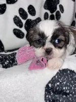 Cinnamon , a female Shih Tzu for sale in Gloucester City, NJ – 4 of 7