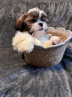 Nutmeg, a male Shih Tzu for sale in Pennsauken, NJ – 5 of 8