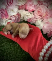 Dollar, a male Yorkipoo for sale in Pennsauken, NJ – 2 of 4