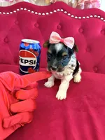 Cherry, a female Yorkshire Terrier for sale in Gloucester City, NJ – 6 of 6