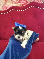 Benz, a male Yorkshire Terrier and Morkie for sale in Pennsauken, NJ – 3 of 7