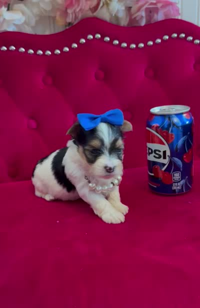 Banana , a male Yorkshire Terrier for sale in Gloucester City, NJ – 6 of 6