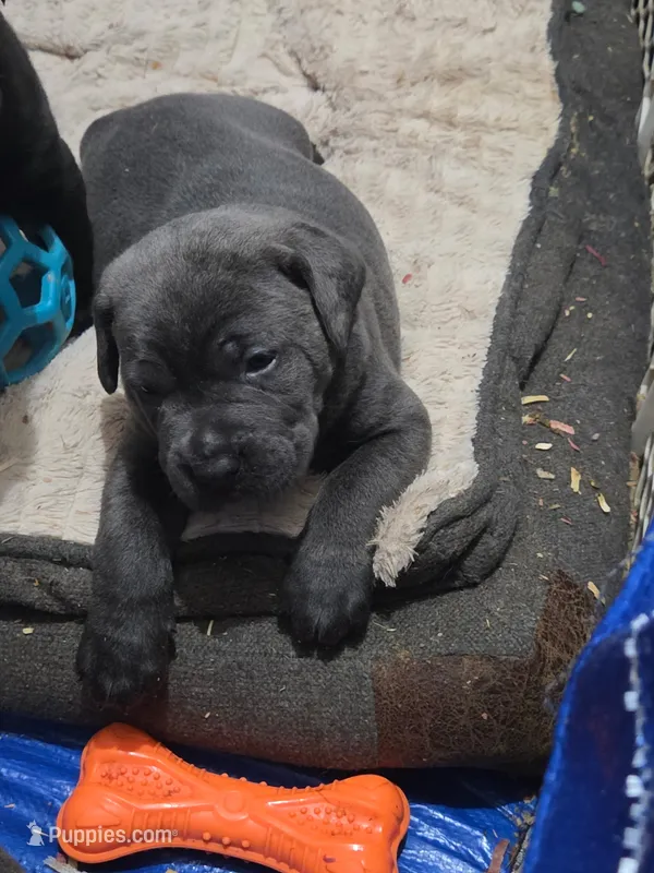 Sapphire  – Cane Corso puppy for sale in Pennsauken, NJ