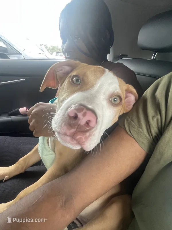 Benjamin – American Bully puppy for sale in Pennsauken, NJ