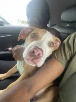 Benjamin is Free, a male American Bully for sale in Pennsauken, NJ – 1 of 6