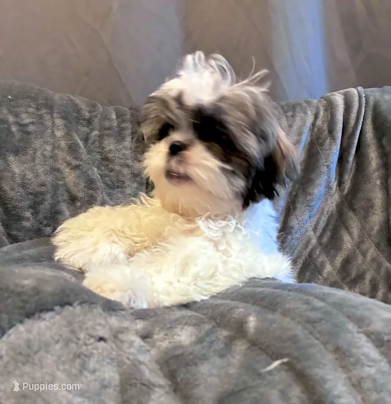 Cinnamon  – Shih Tzu puppy for sale in Gloucester City, NJ
