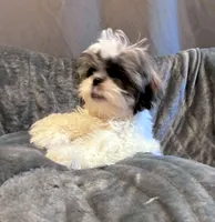 Cinnamon , a female Shih Tzu for sale in Pennsauken, NJ – 1 of 10