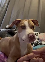 Benjamin, a male American Bully for sale in Pennsauken, NJ – 2 of 3